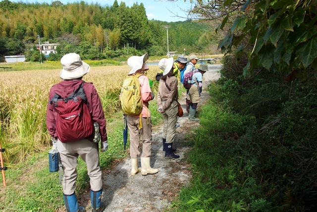 秋の棚田植物観察会